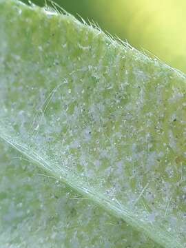 Peronospora trifoliorum resmi