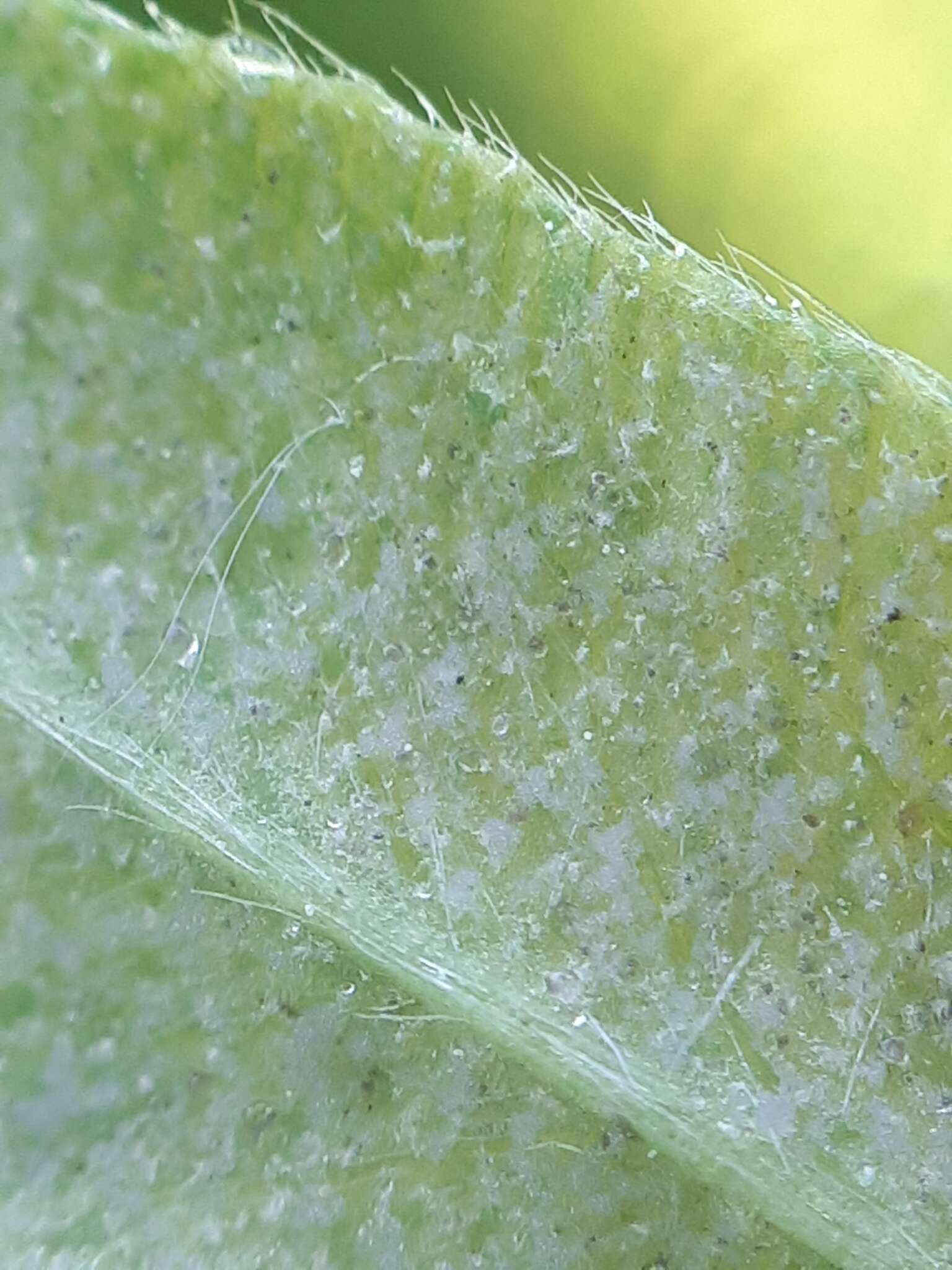 Imagem de Peronospora trifoliorum