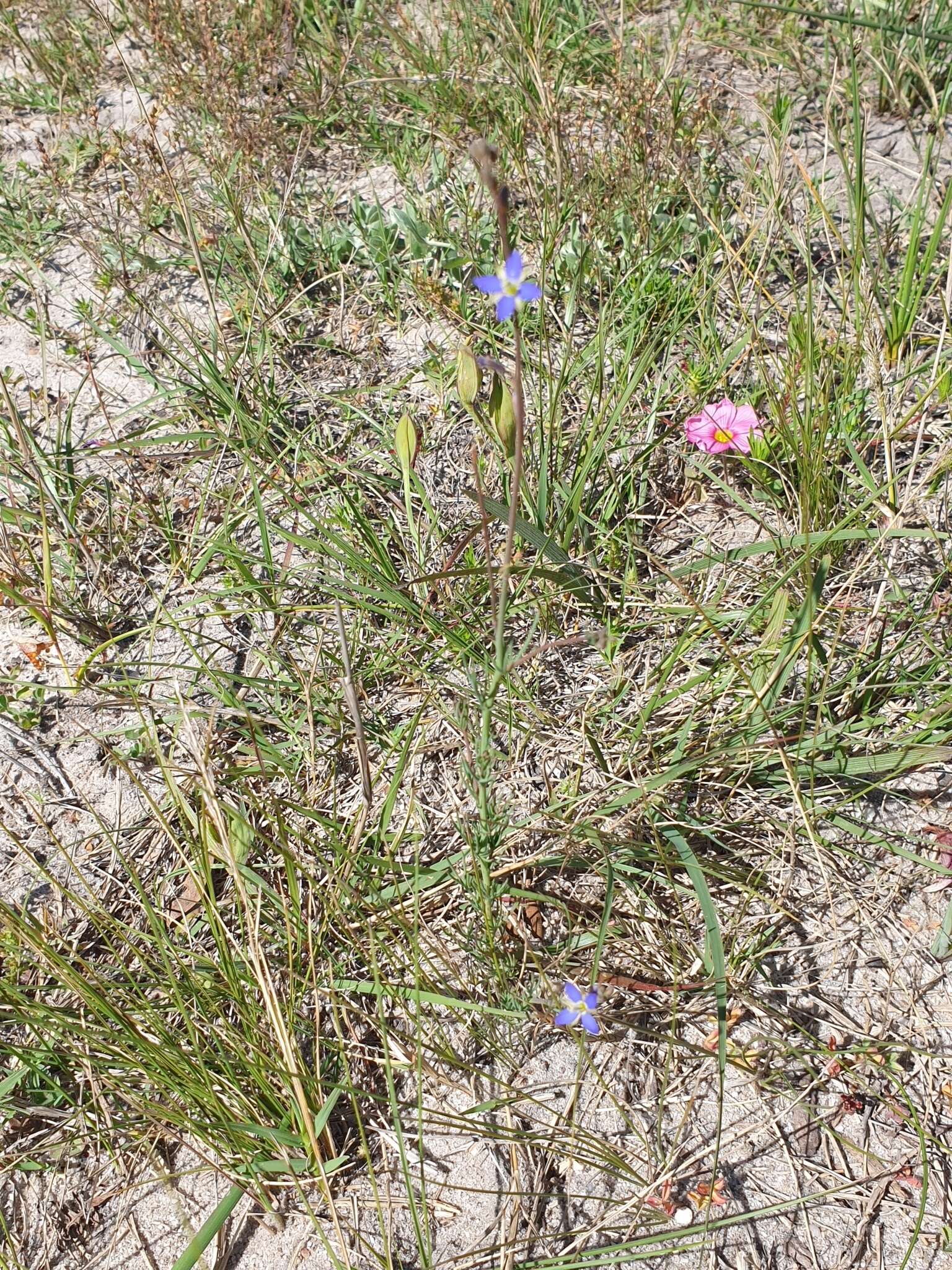 Image of Heliophila digitata L. fil.