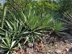Image of century plant