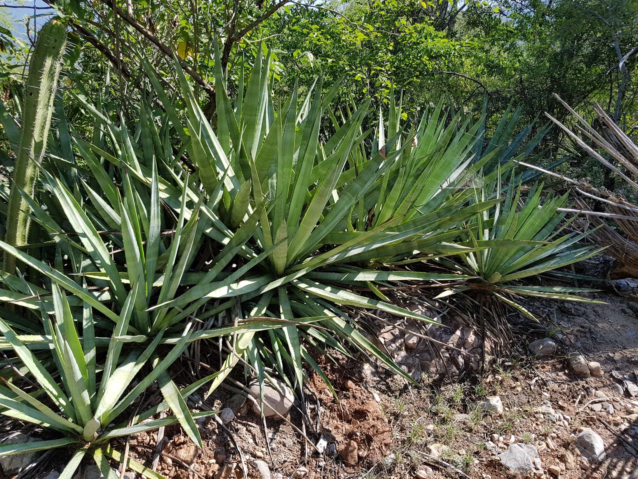 Image of century plant