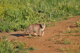 Image of African Wildcat