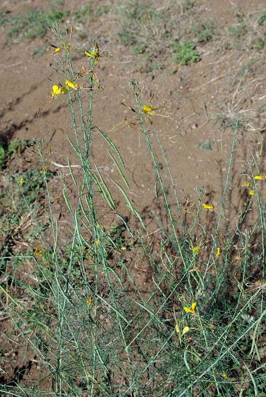 Image of Coalisina angustifolia subsp. petersiana (Klotzsch) Roalson & J. C. Hall