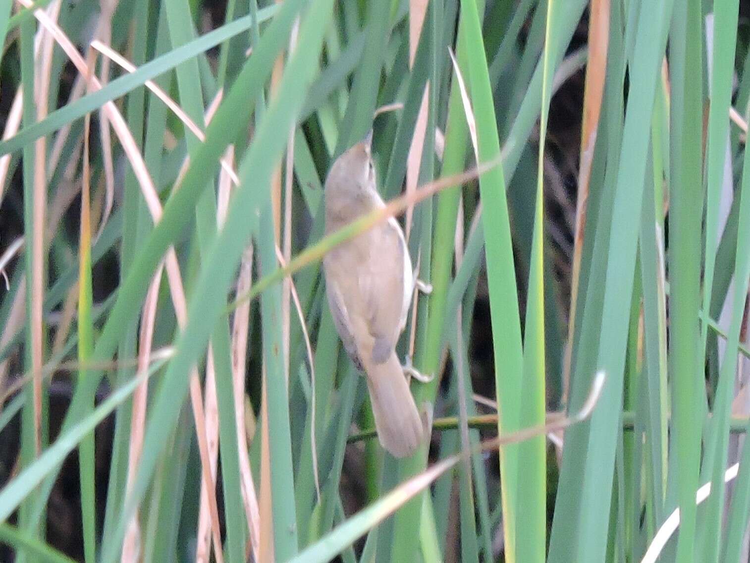 Image of Paddyfield Warbler