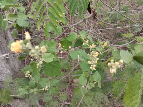 Image of Wissadula densiflora R. E. Fries