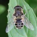 Image of <i>Eristalis abusiva</i>