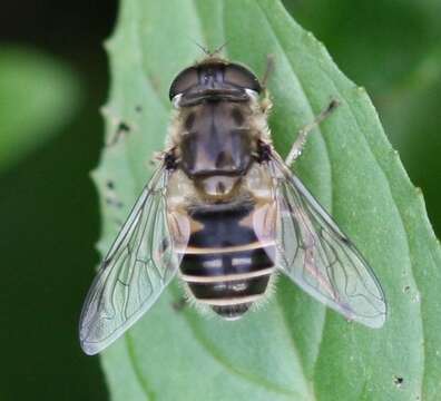 Слика од <i>Eristalis abusiva</i>