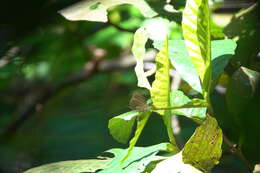 Image of Arhopala eumolphus (Stoll (1780))