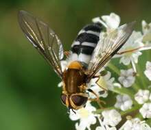 Image of Leucozona glaucia (Linnaeus 1758)