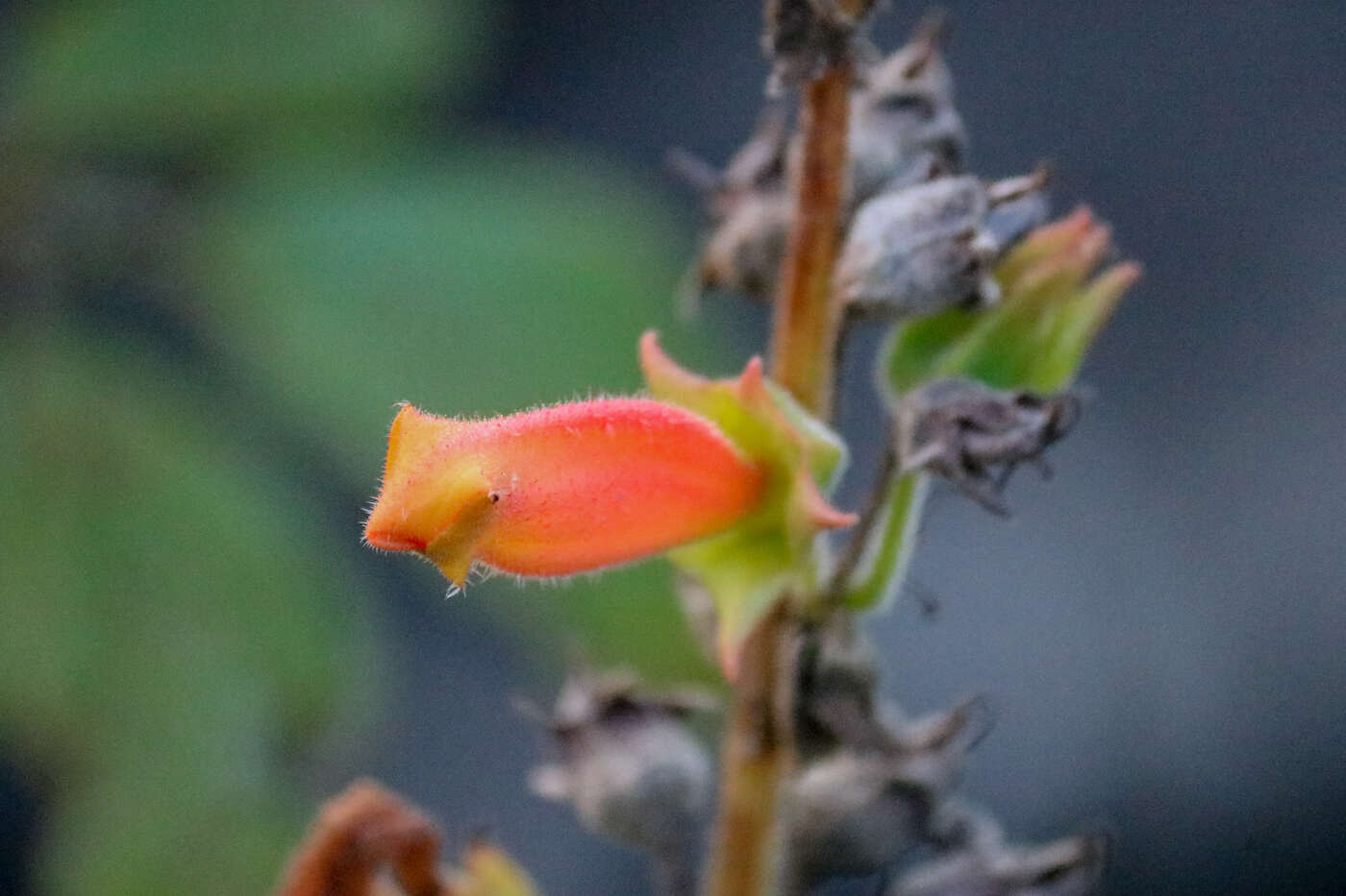 Image of Sinningia incarnata (Aubl.) Denham