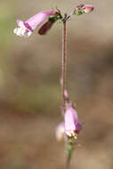 Image of slender beard-tongue