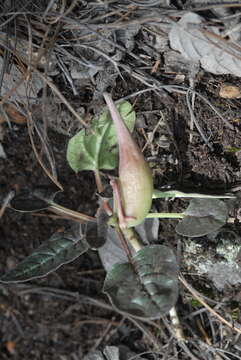 Image of Asclepias pringlei (Greenm.) R. E. Woodson