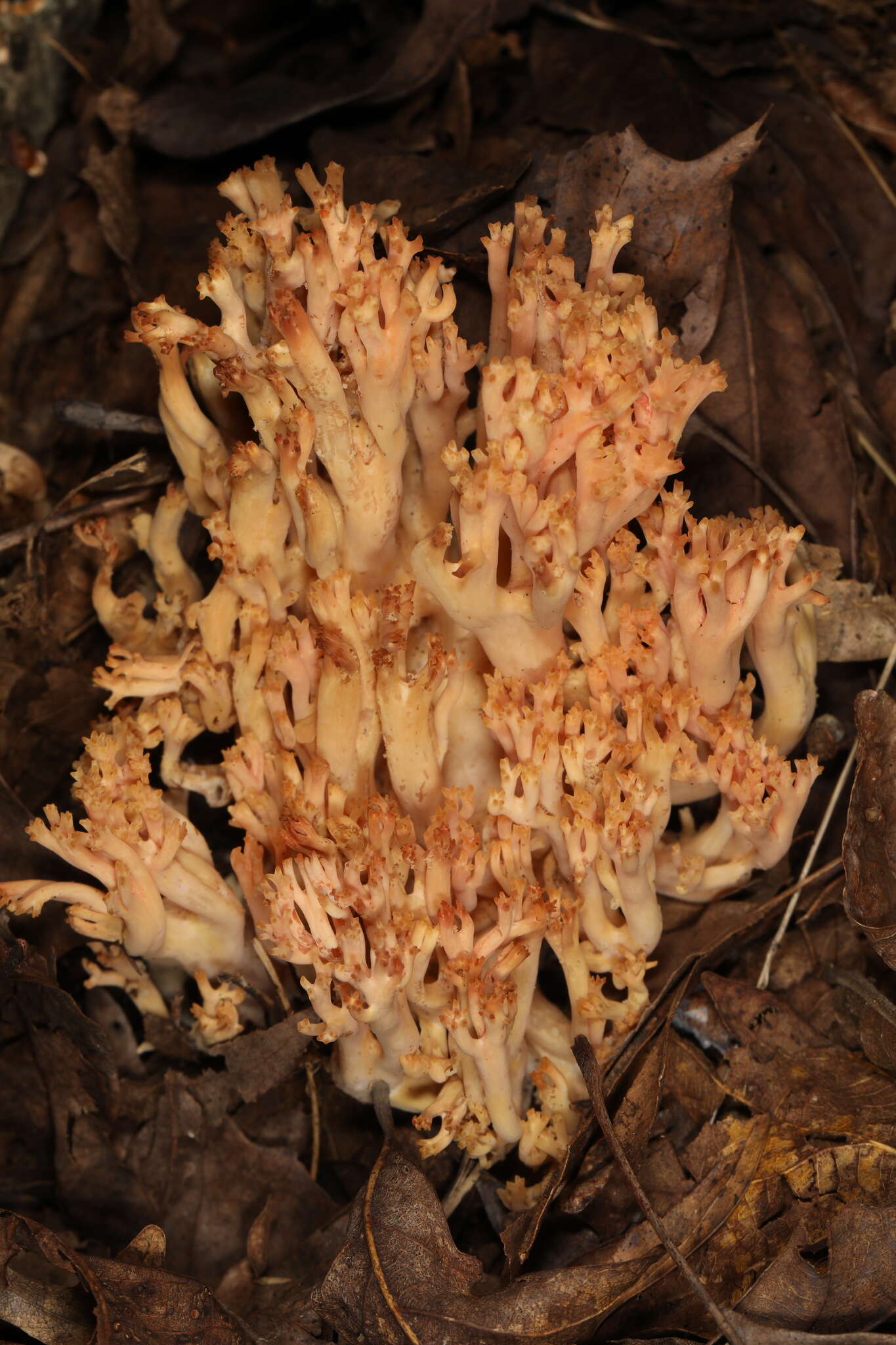 Image of Ramaria subbotrytis (Coker) Corner 1950