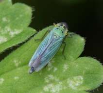 Image of Cicadella viridis (Linnaeus 1758)