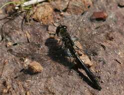 Image of black darter