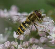 Image of Syrphus vitripennis Meigen 1822