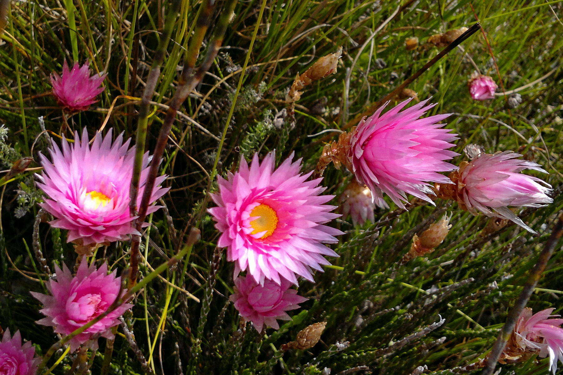 Image of Wingseed Scaly Sewejaartjie