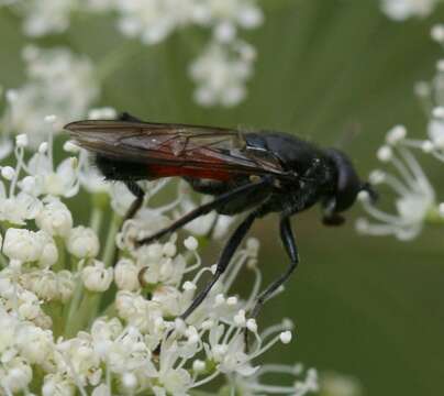 Image of <i>Brachypalpoides lentus</i>