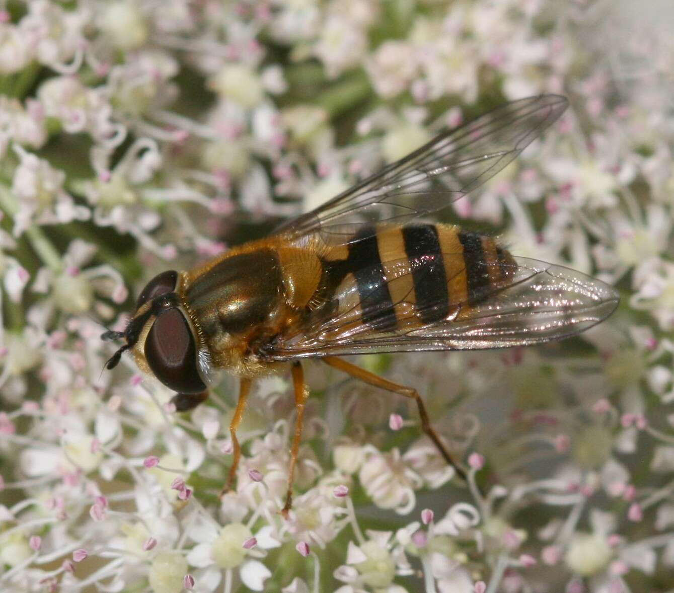 Image of Epistrophe grossulariae (Meigen 1822)