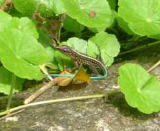 Image of Ameiva Lizard