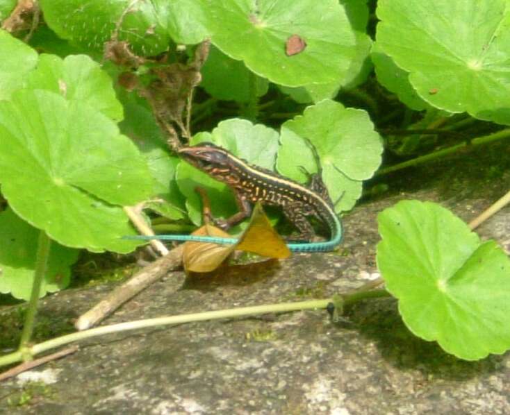 Image of Ameiva Lizard