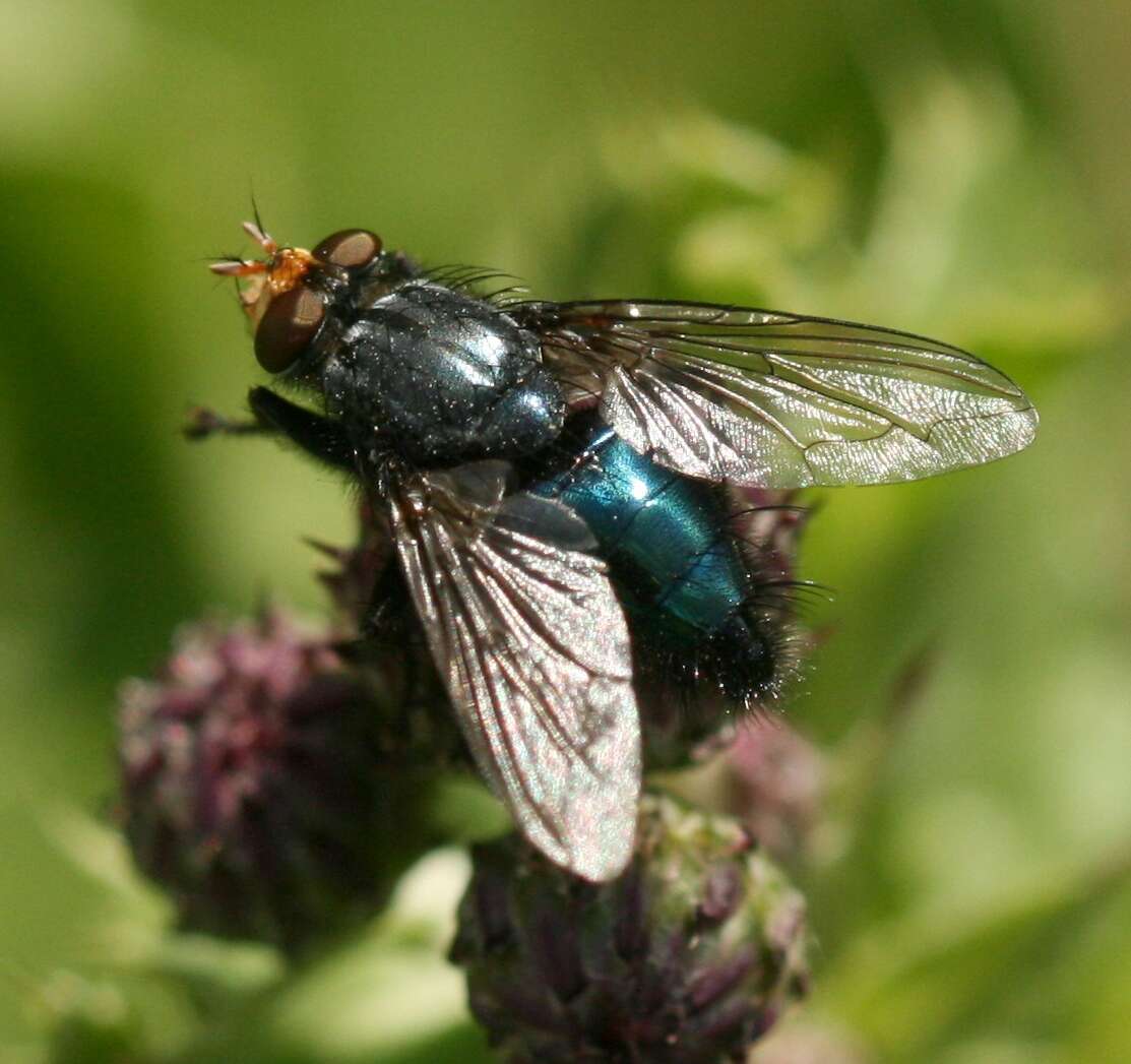 Image of bluebottle blow fly