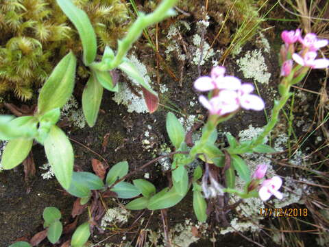 Image of Disa glandulosa Burch. ex Lindl.