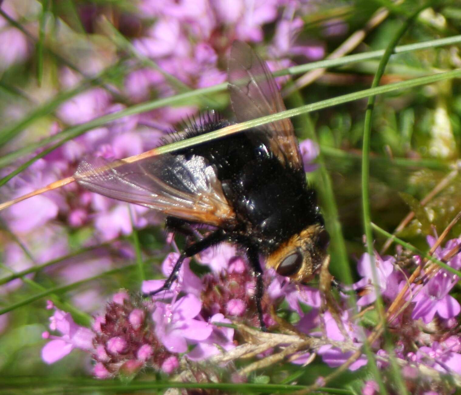 Image of giant tachinid fly