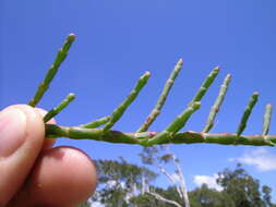 Image of Salicornia quinqueflora subsp. quinqueflora