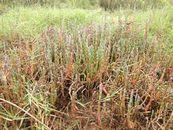 Image of Salicornia quinqueflora subsp. quinqueflora