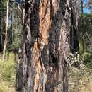 Image of Eucalyptus fibrosa subsp. fibrosa
