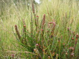 Image of Salicornia quinqueflora subsp. quinqueflora