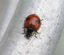 Image of twospotted lady beetle