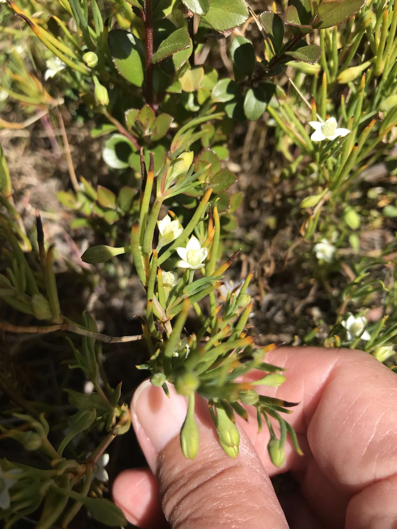 Image of Acrosanthes teretifolia Eckl. & Zeyh.