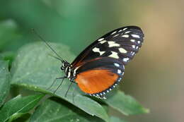 Image of Heliconius hecale Fabricius 1775