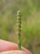 Image of Salicornia quinqueflora subsp. quinqueflora