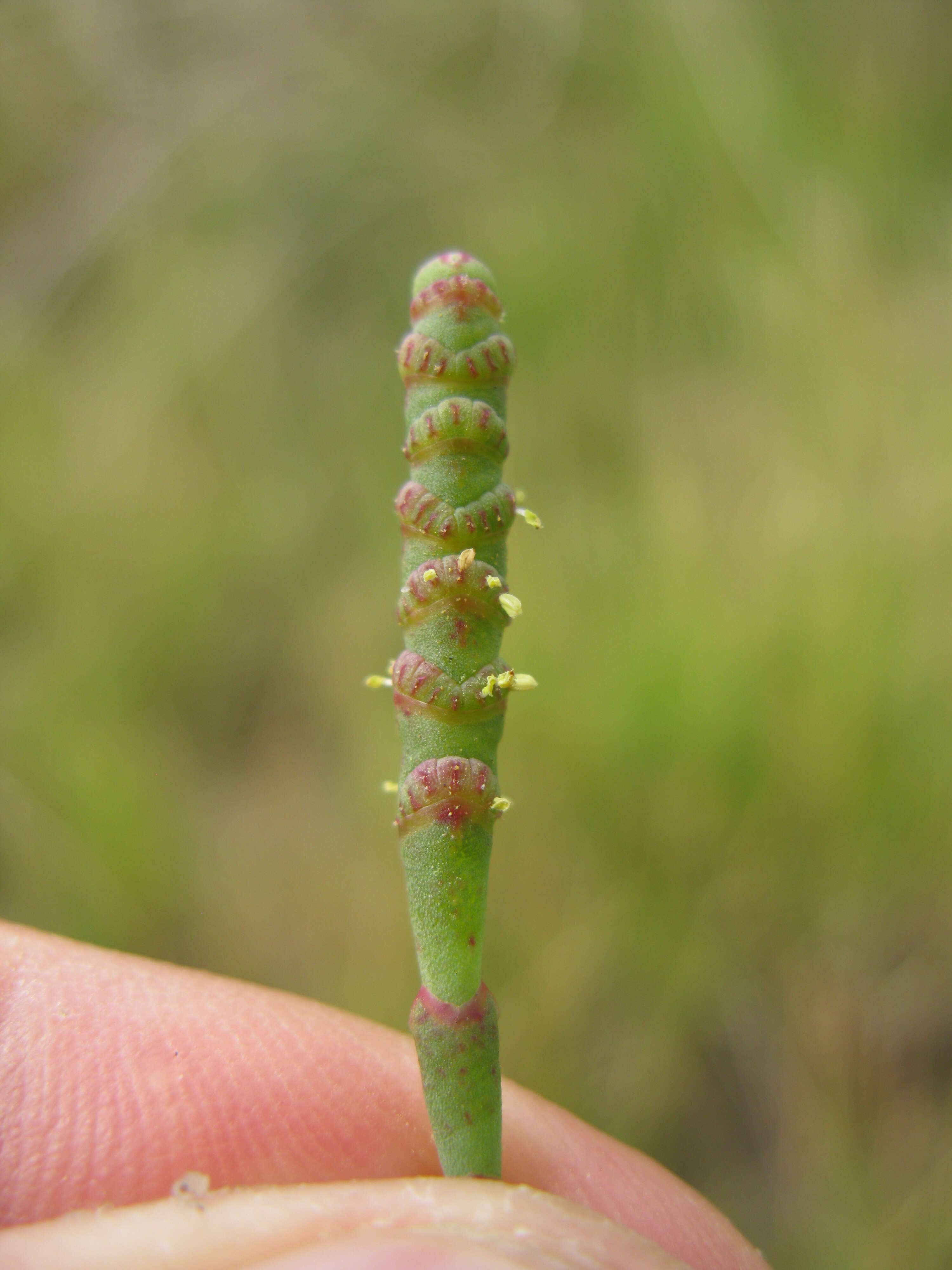 Sivun Salicornia quinqueflora subsp. quinqueflora kuva