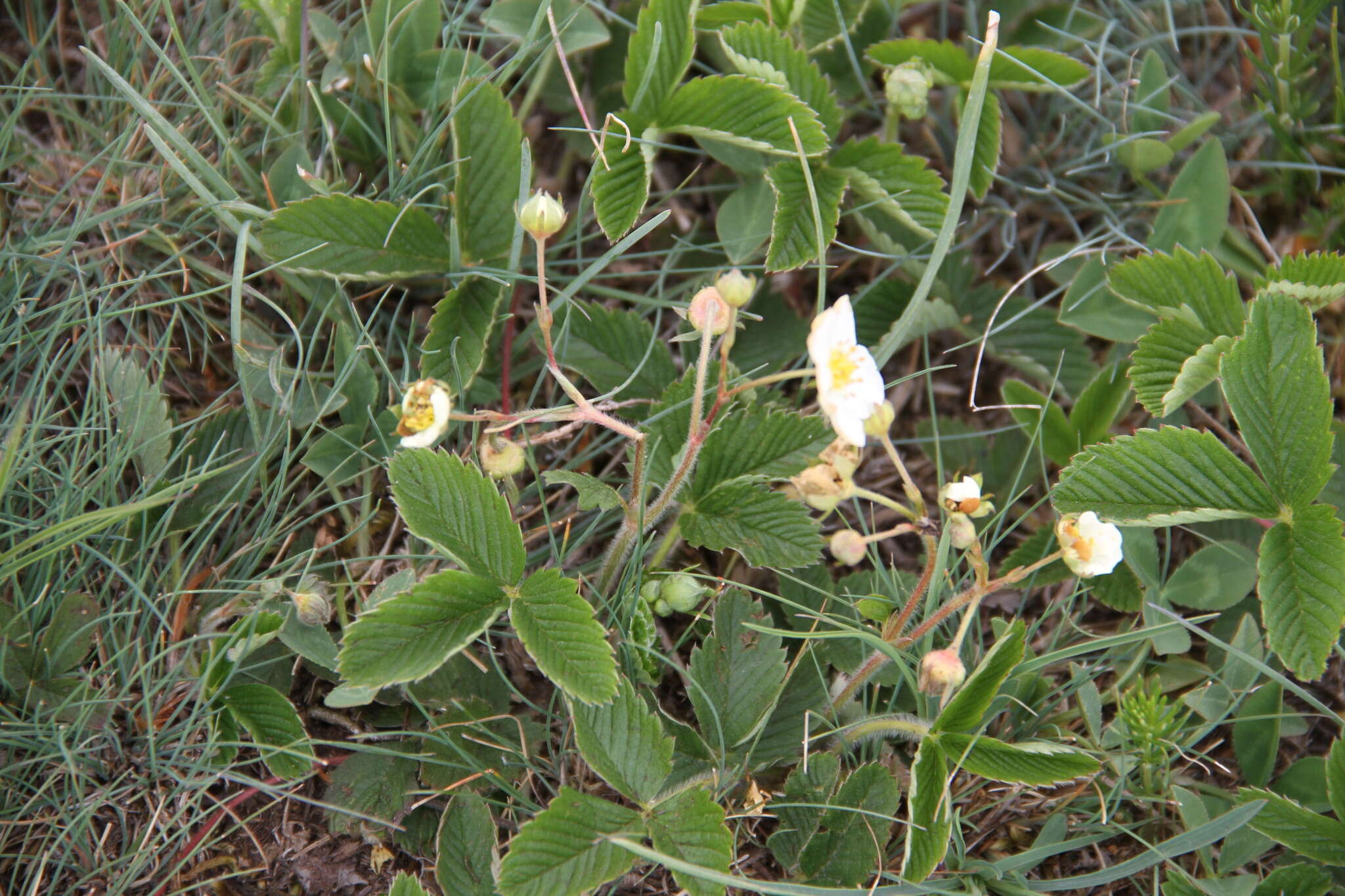 Image of Fragaria viridis subsp. campestris (Steven) Pawl.