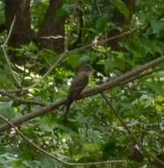 Image of Eastern Wood Pewee