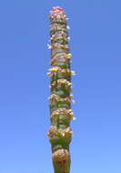 Image of Salicornia quinqueflora subsp. quinqueflora