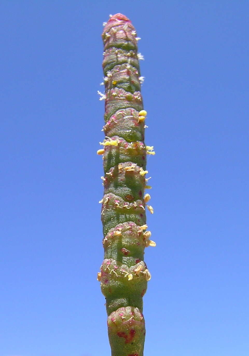 Image of Salicornia quinqueflora subsp. quinqueflora