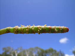 Image of Salicornia quinqueflora subsp. quinqueflora