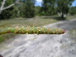 Image of Salicornia quinqueflora subsp. quinqueflora