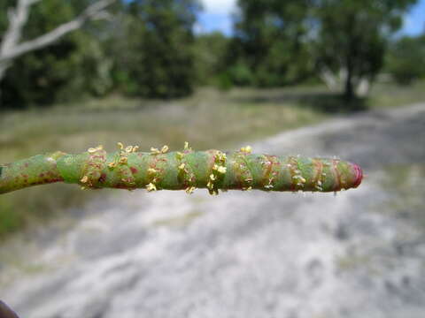 Image of Salicornia quinqueflora subsp. quinqueflora