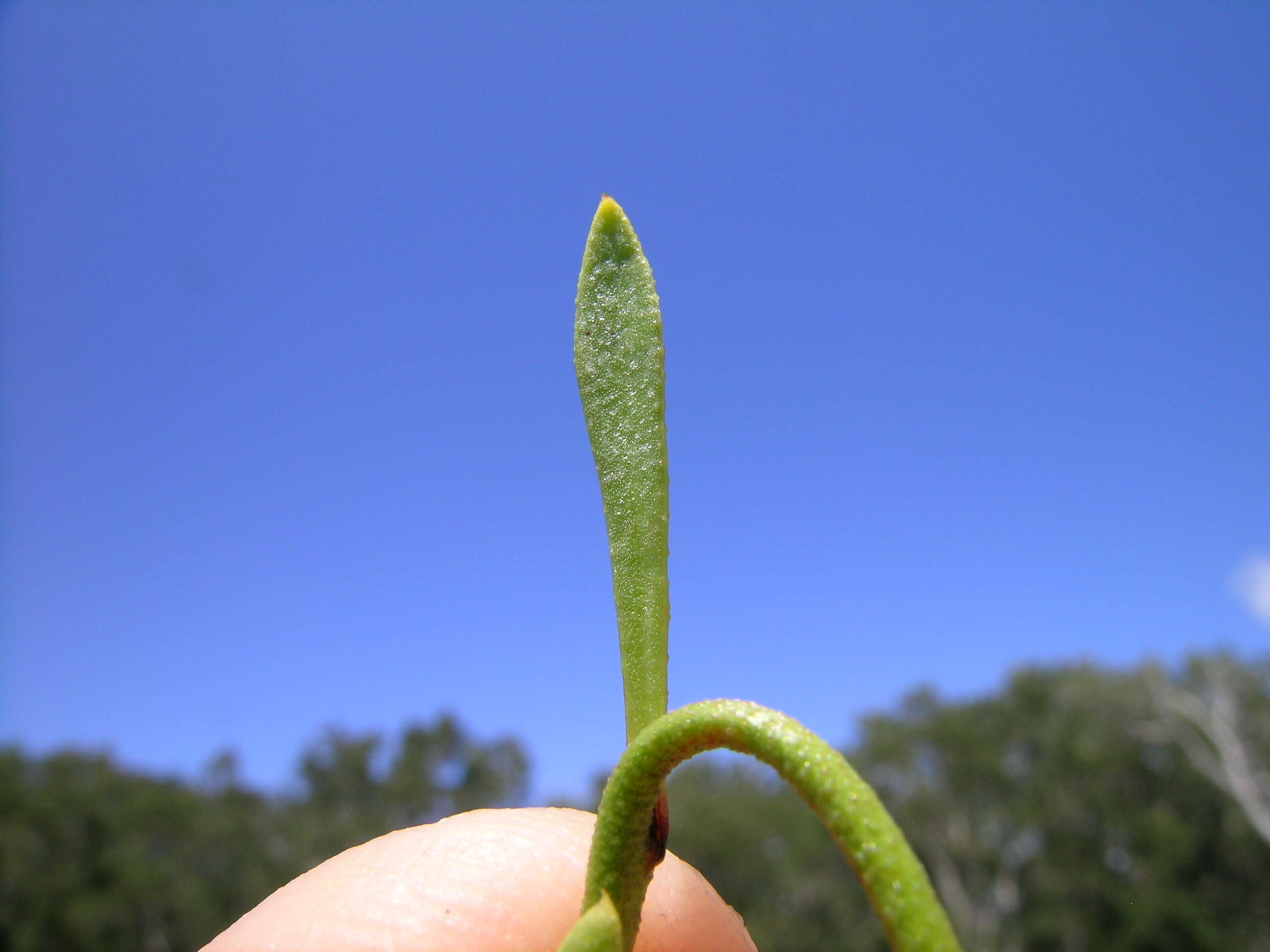 Image of Samolus repens (J. R. & G. Forst.) Pers.