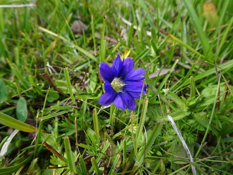 Image of Gentiana pyrenaica L.