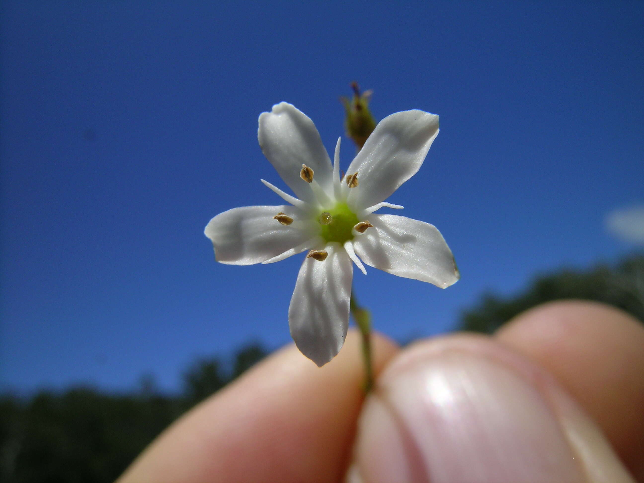 Image of Samolus repens (J. R. & G. Forst.) Pers.