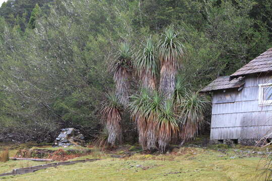 Sivun Richea pandanifolia Hook. fil. kuva