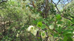 Bougainvillea campanulata Heimerl resmi