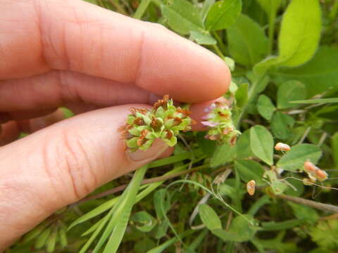 Trifolium bejariense Moric.的圖片